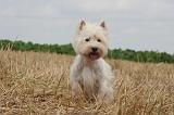 WESTIE 397